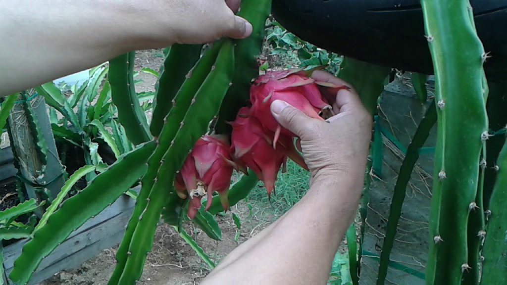 pitaya(cactus) harvesting