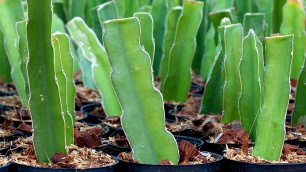 propagation of cactus