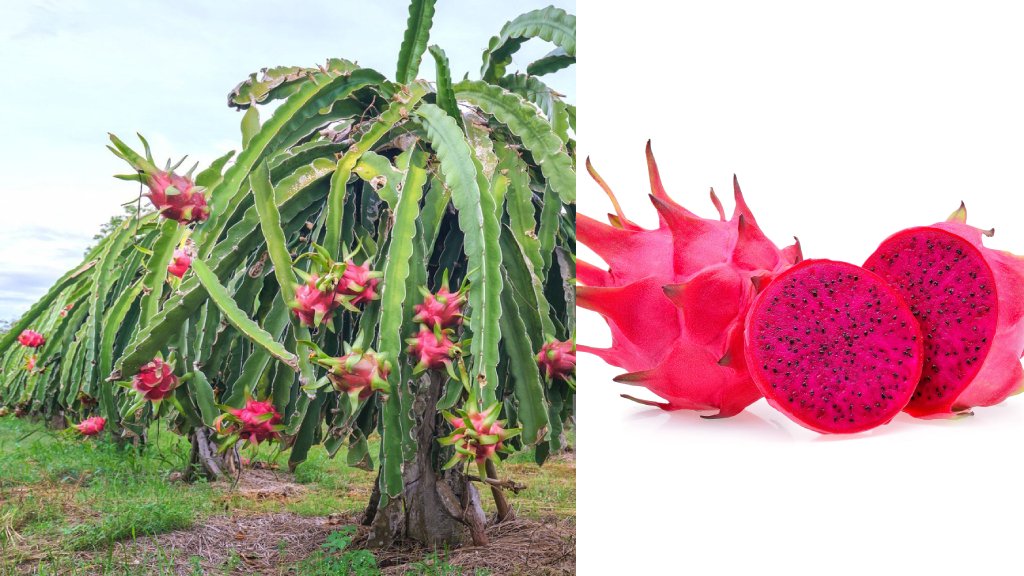 red dragon fruit