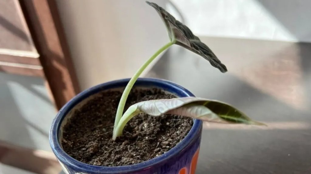 Alocasia soil