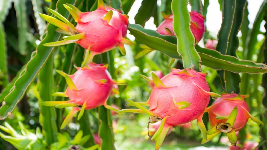 sunlight requirement for pitaya(cactus)