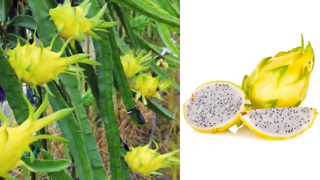 yellow dragon fruit