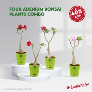 four adenium bonsai plants combo