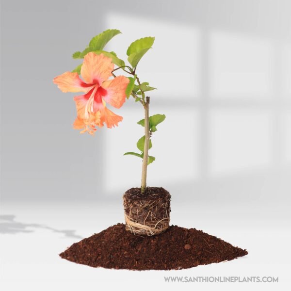 Hibiscus Orange Two In One