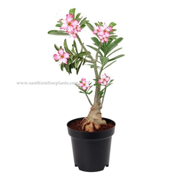 Adenium Sweet Heart