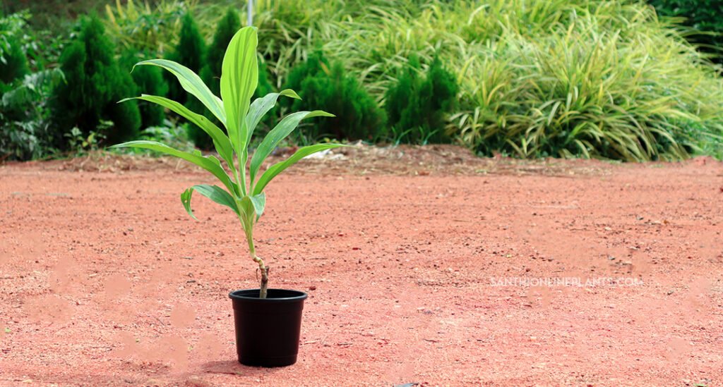 plant placement