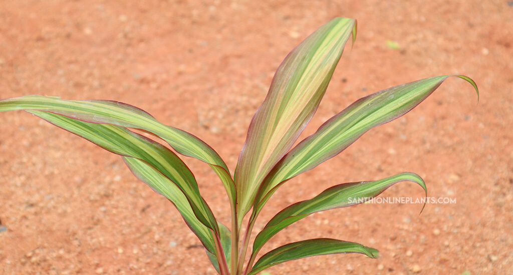 hawaiian ti  croton plant