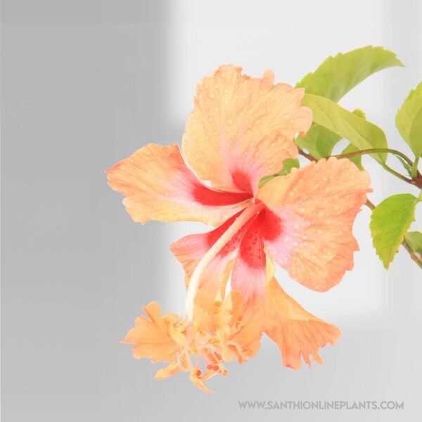 Hibiscus Orange Two In One