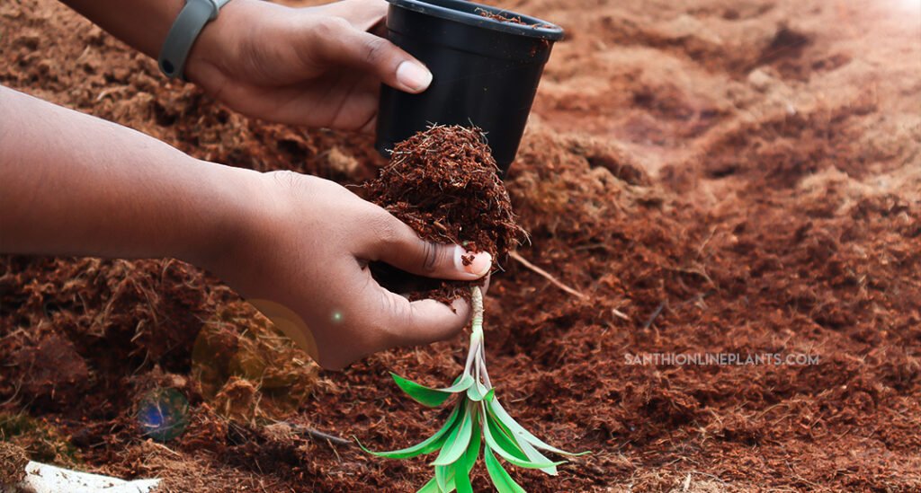 Repotting of ti plant