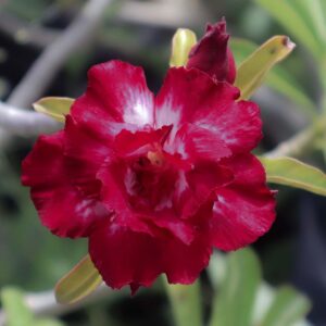 Adenium red beauty