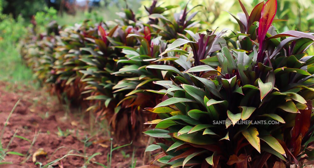 cordyline fruticosa