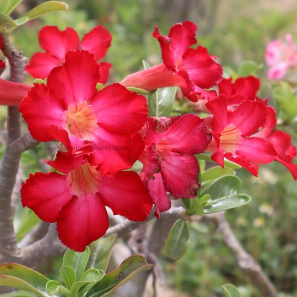 Adenium desert rose (any color)
