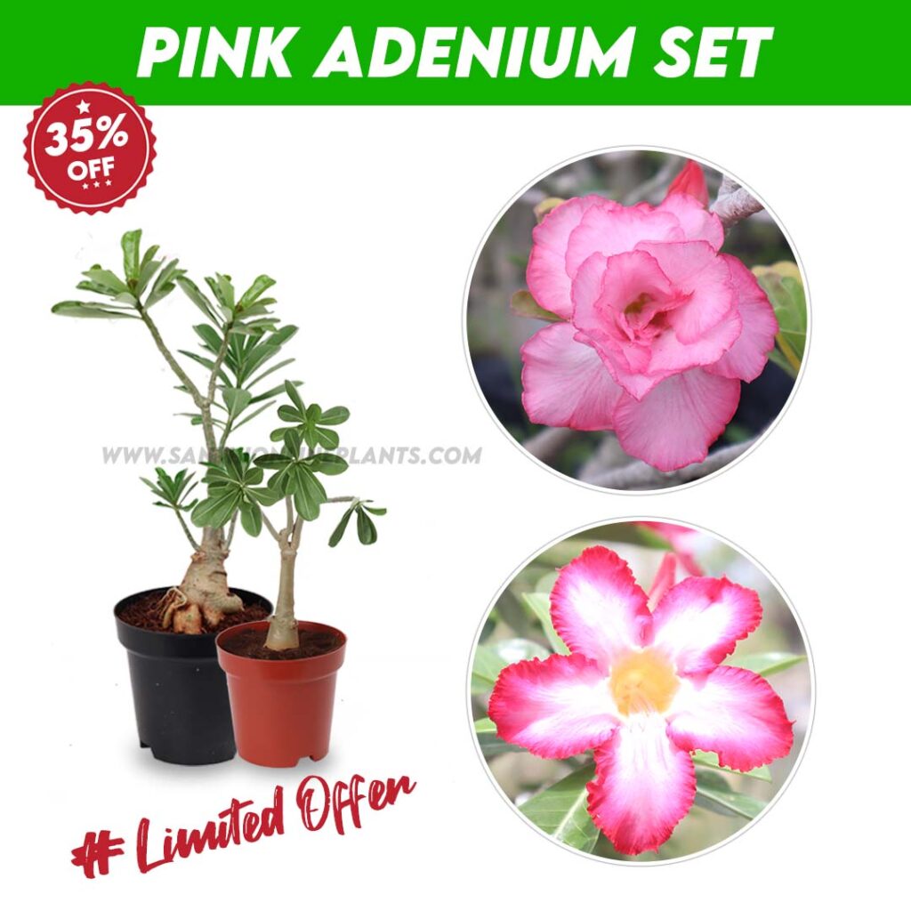 Pink Adenium Set - Santhi Online Plants Nursery
