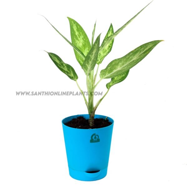 Aglaonema chinese Evergreen Pot Plant