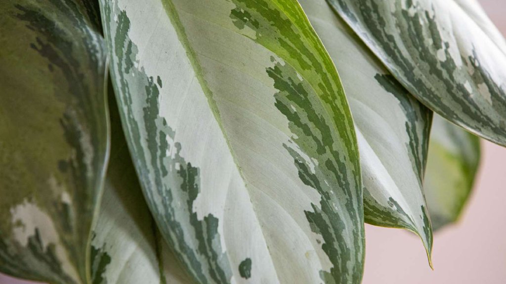 Aglaonema