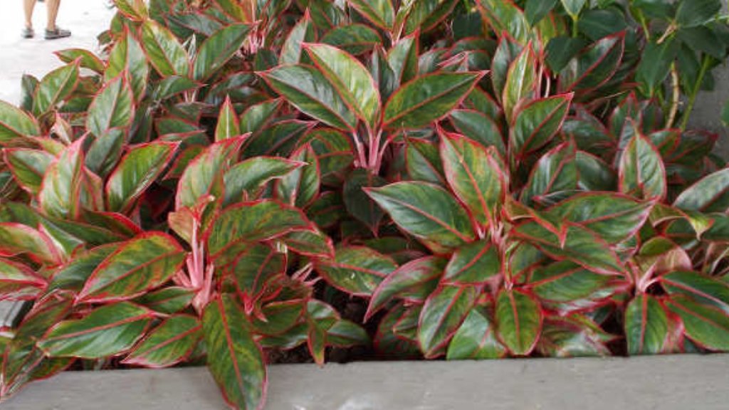 aglaonema plant