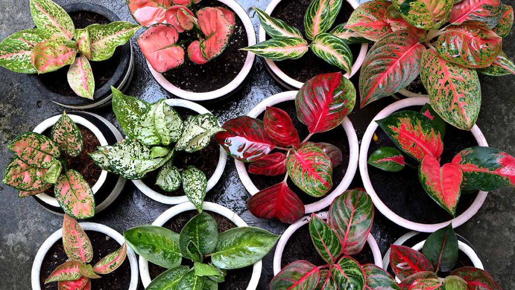 aglaonema varieties