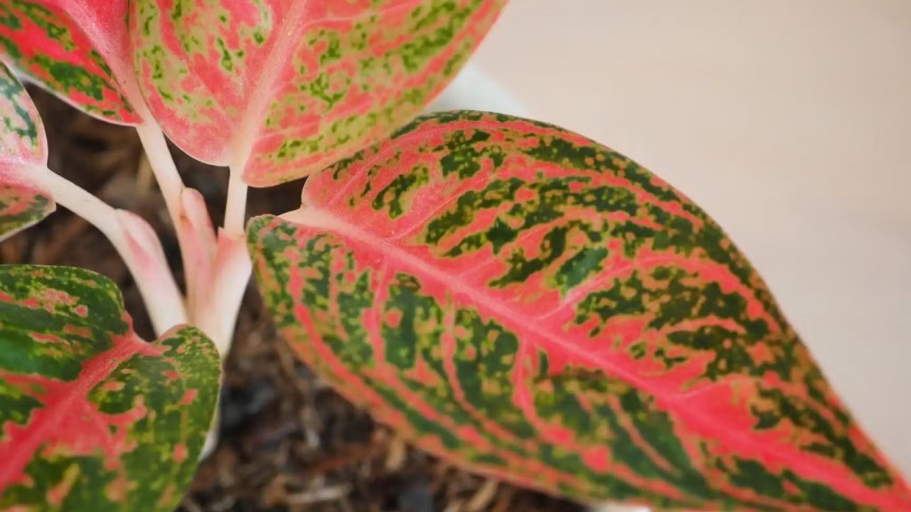 Aglaonema pink 