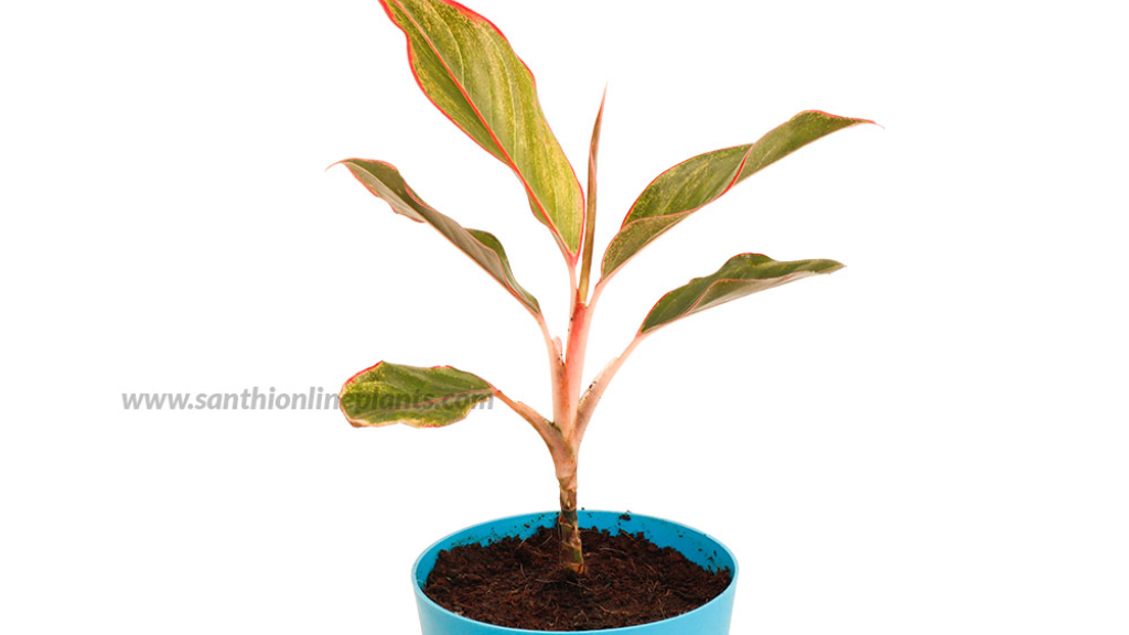 Aglaonema lipstick