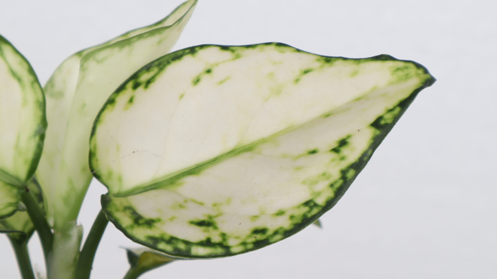 Aglaonema super white