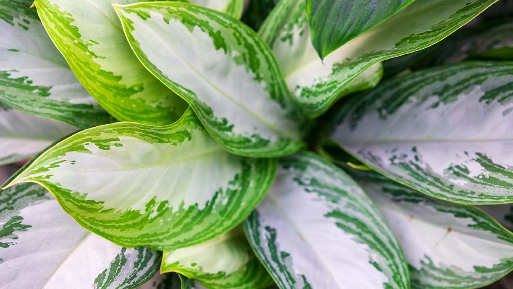 Aglaonema chinese evergreen