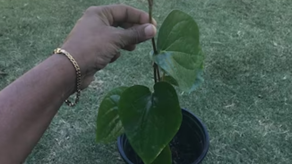 betel leaf planting season