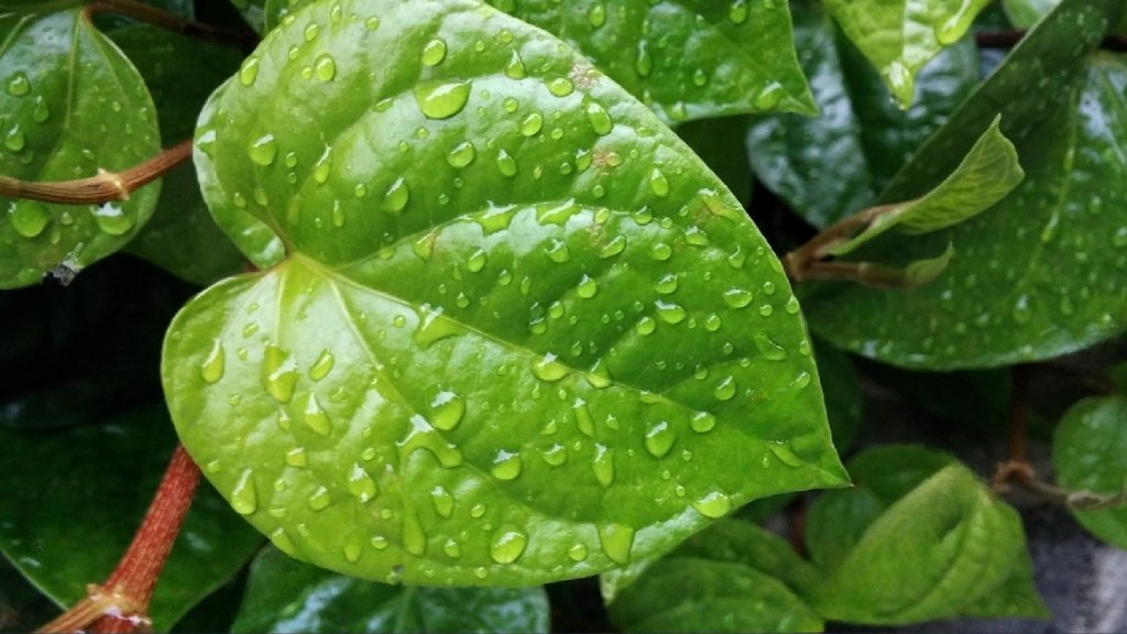 herbal plants watering