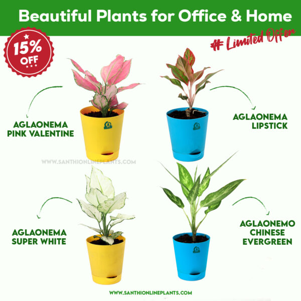 Beautiful Plants For Office And Home