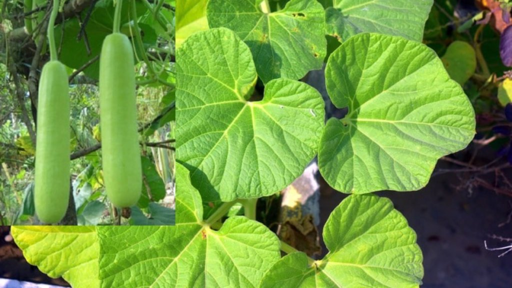 bottle gourd plant description