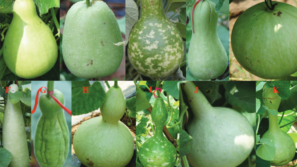 bottle gourd varieties