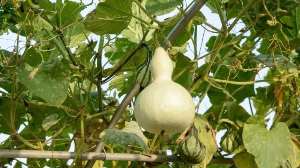 plant training of vegetable plants