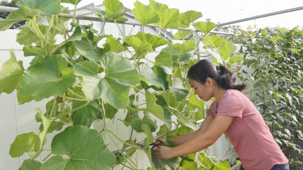 harvest of Lagenaria siceraria