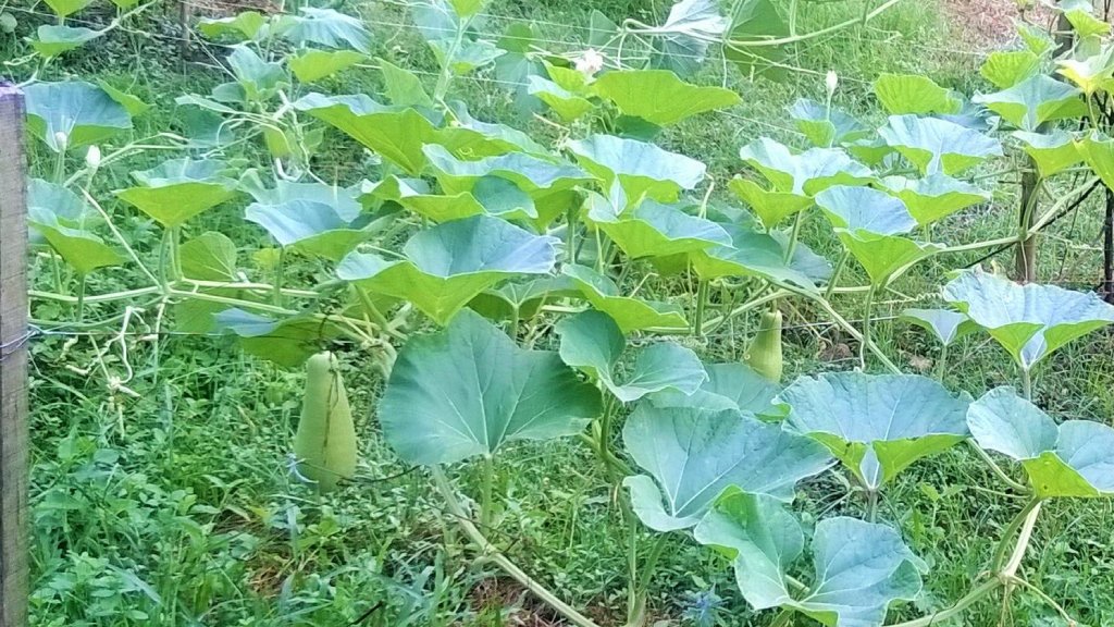 weeding of  vegetabe plants