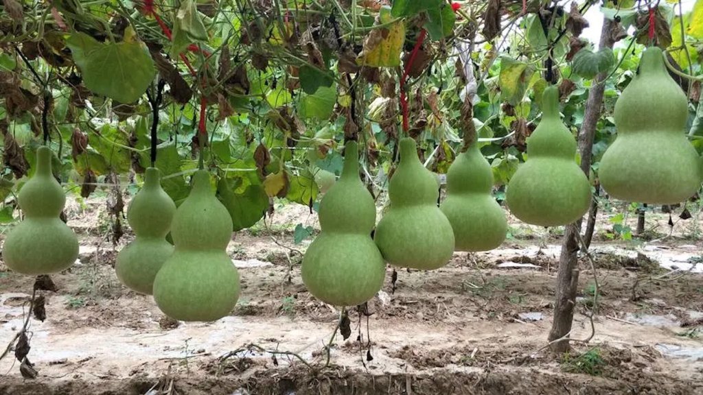 Bottle gourd