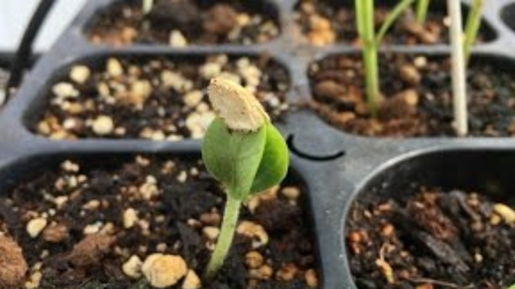 Bottle gourd seeds