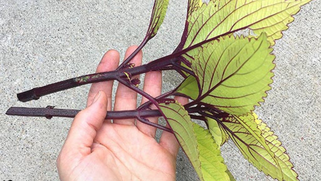 coleus leaf cuttings