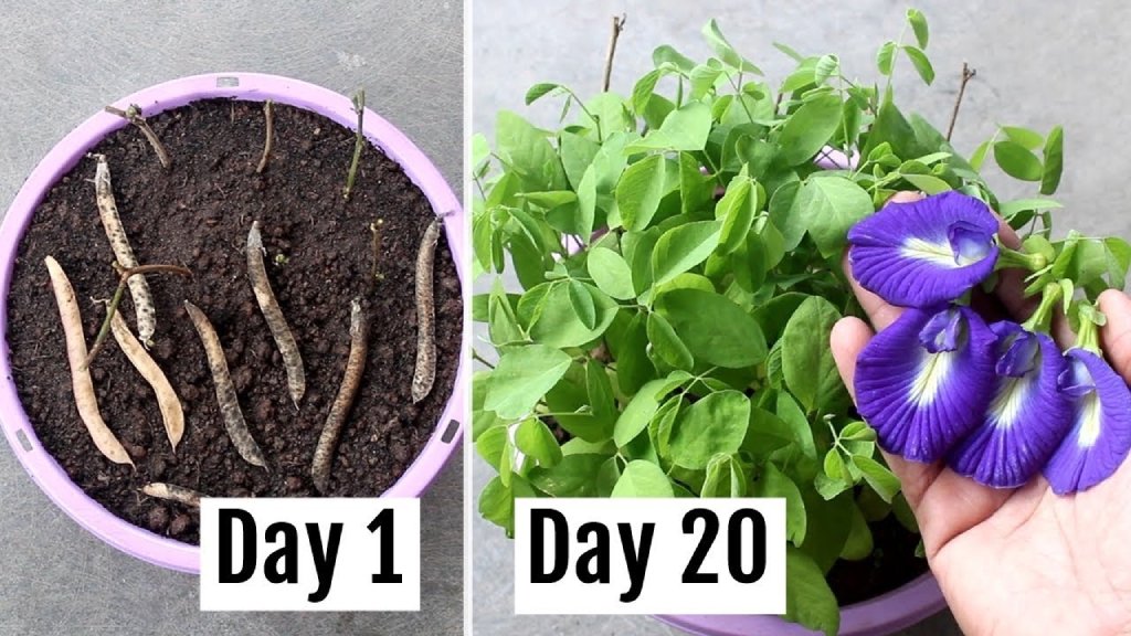 blue butterfly pea seeds