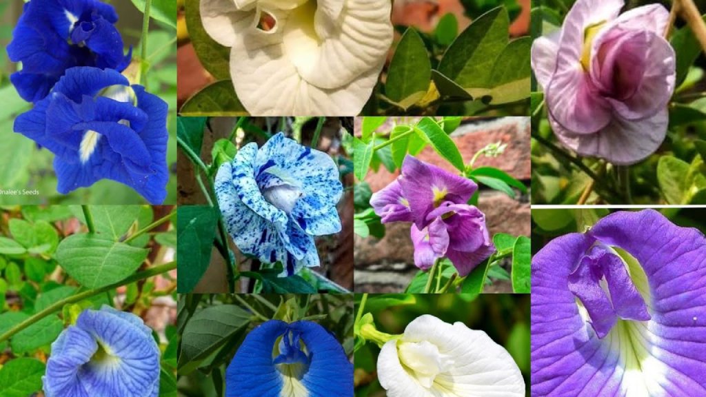 varieties of clitoria