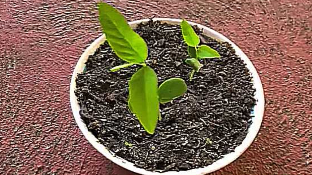 plant sapling