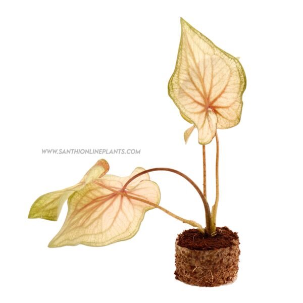 Caladium Florida Sweet Heart