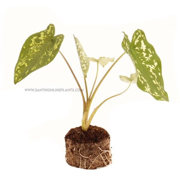 Caladium Hilo Beauty