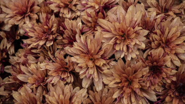 Chrysanthemum-Sevanthi Chocolate