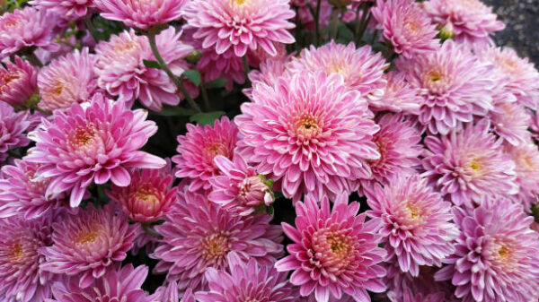 Chrysanthemum-Sevanthi Aishwariya Pink