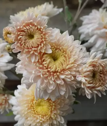 Chrysanthemum-Sevanthi Buskin White