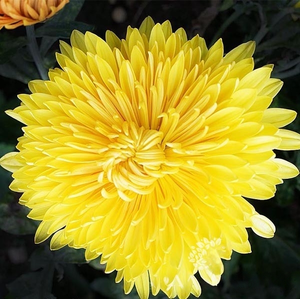 Chrysanthemum-Sevanthi Mums
