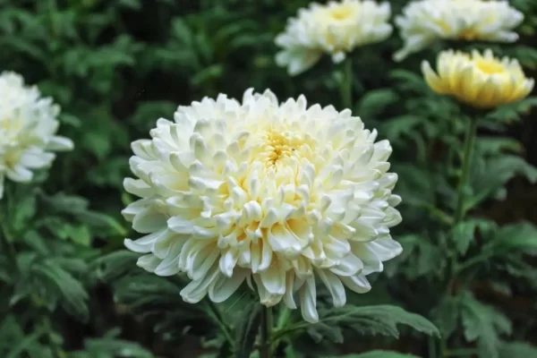 Chrysanthemum-Sevanthi Cream White