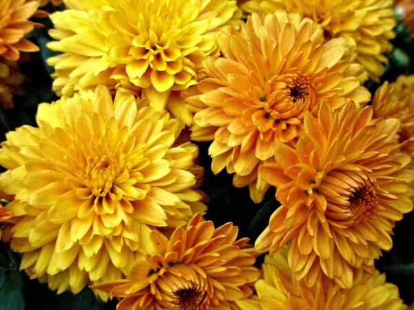 Chrysanthemum-Sevanthi Golden Yellow