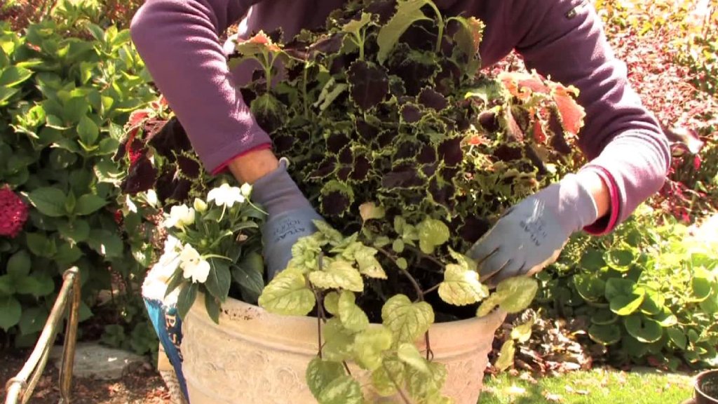 coleus leaf plant repotting