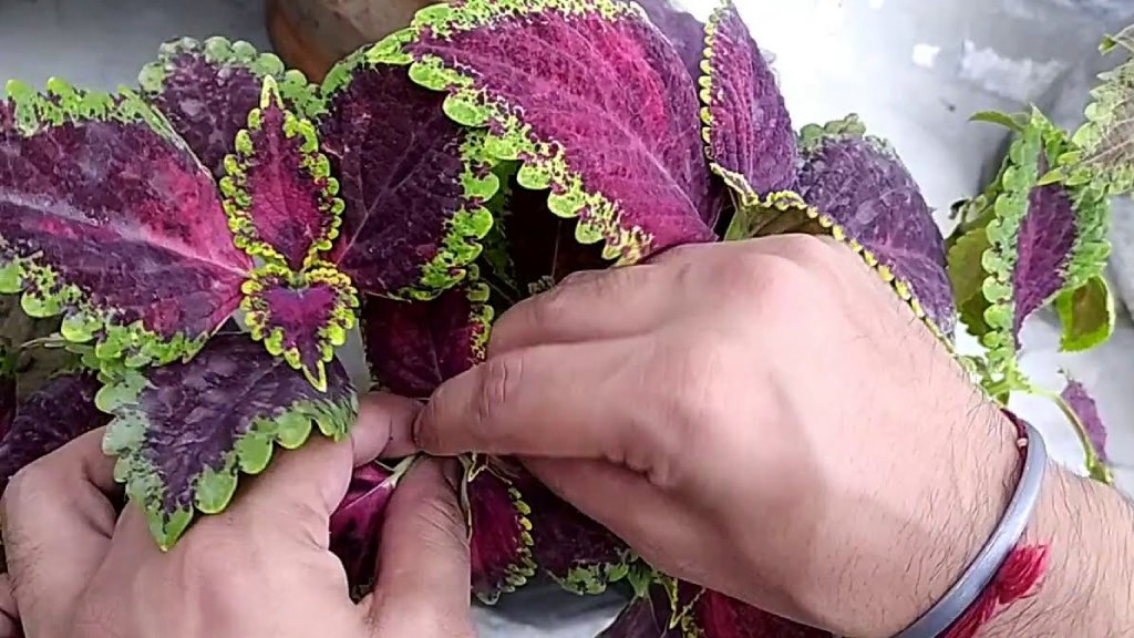 coleus indoor plant pinching-coleus leaf