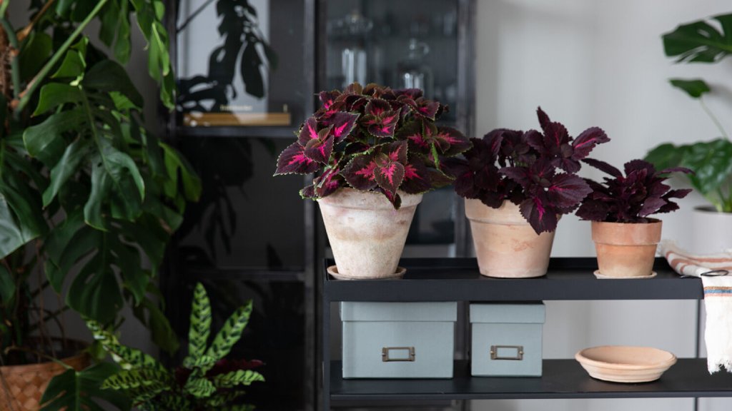 indoor ornamental plants-coleus leaf